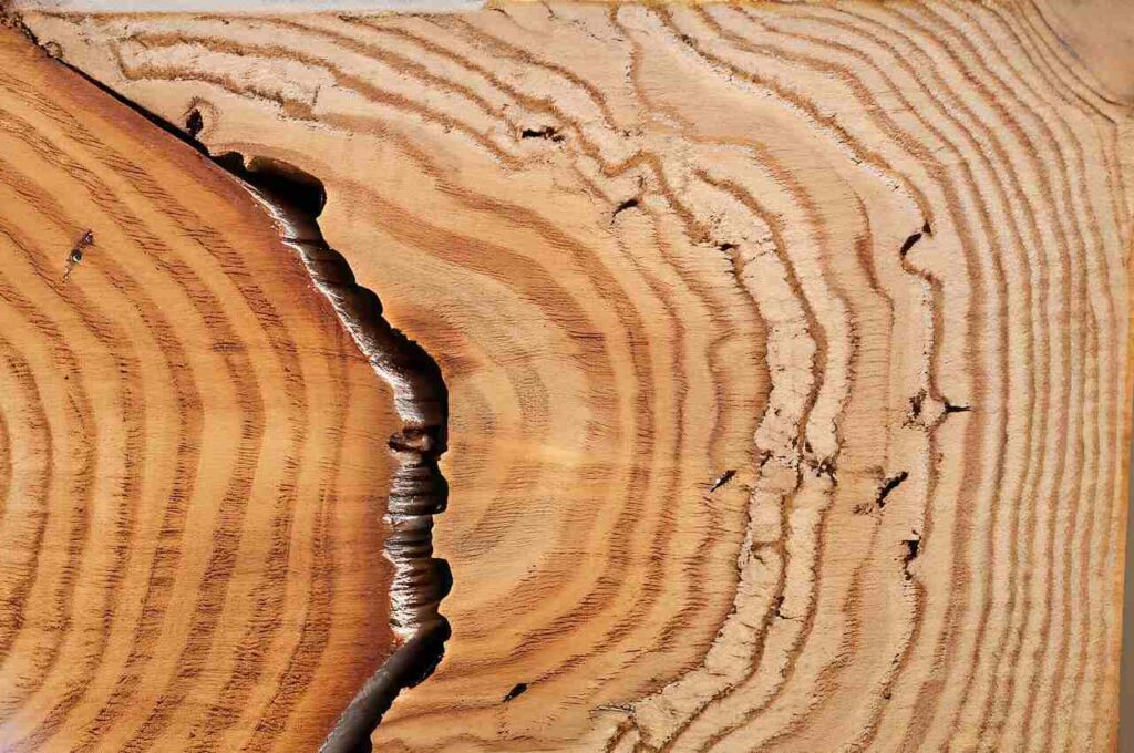 Can Termites Eat Through Cedar Lumber