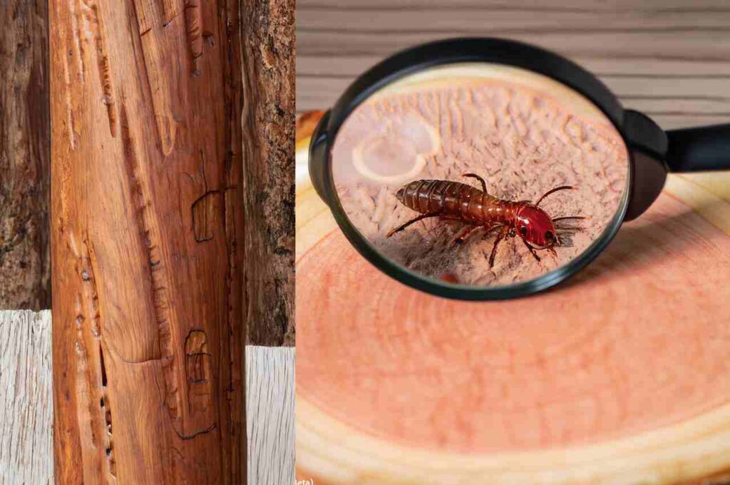 Do Termites Eat Red Cedar