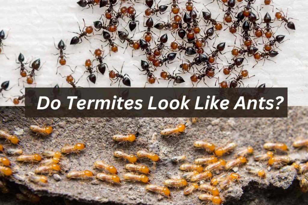 Do Termites Look Like Ants