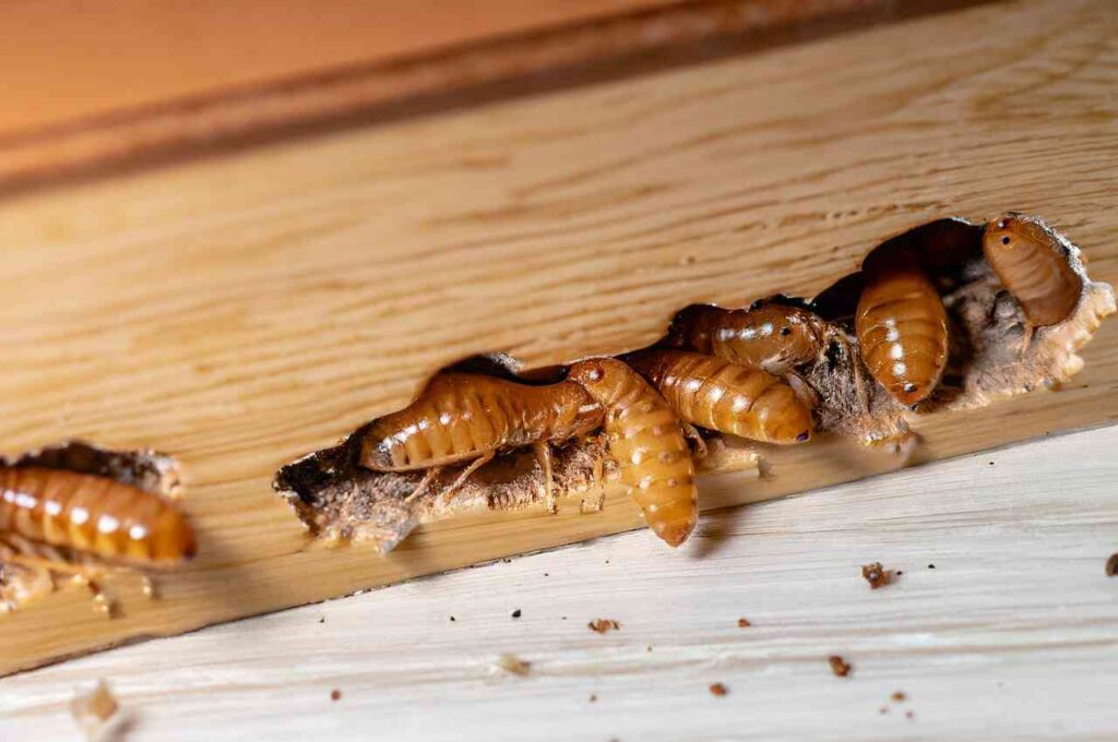 Drywood Termites-Structure-Weakening pest