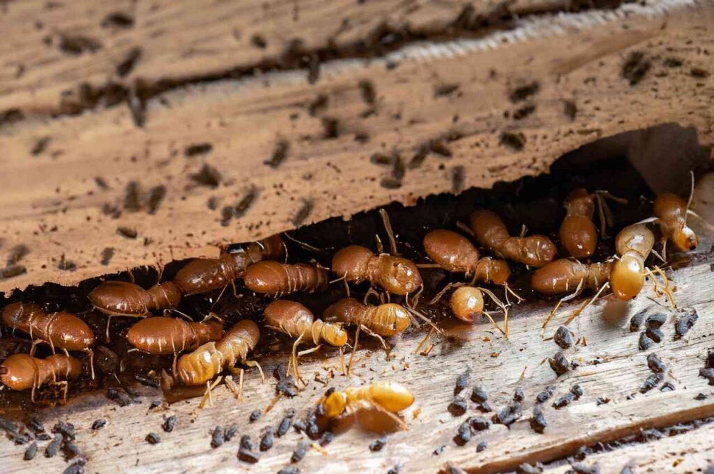 The Silent Danger of Formosan Termites