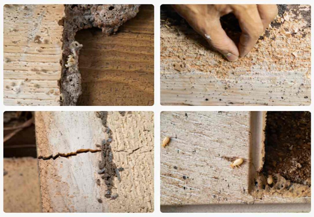 Old Termite Damage