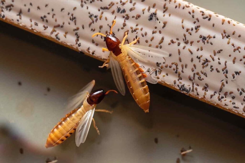 Professional Methods of killing flying termites