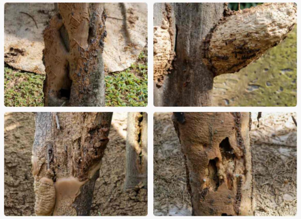 Will Termites Kill A Tree 🐜🌳realizing The Impacts Of Termite