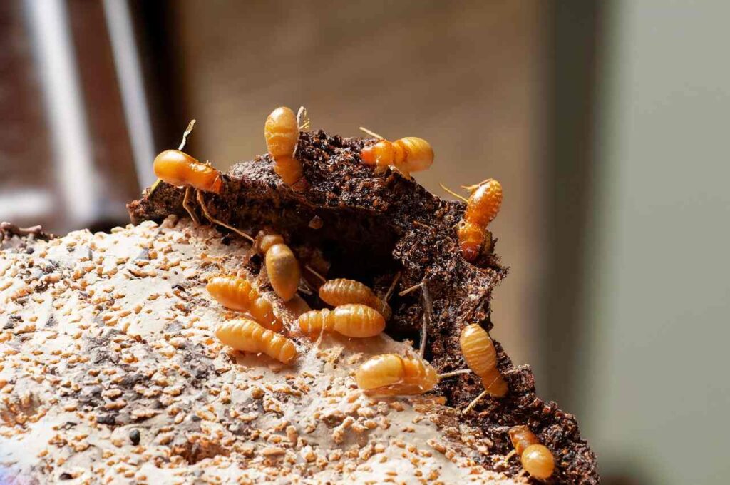 Speed of different termite property damage