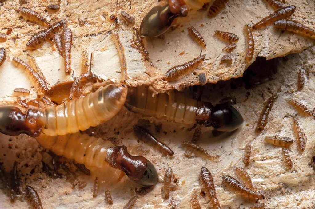 Subterranean Termites and Their Insatiable Appetite