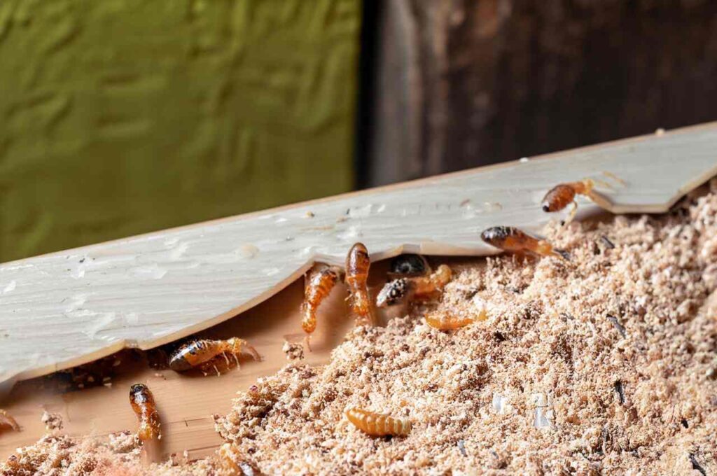 Termite species impact on damage speed