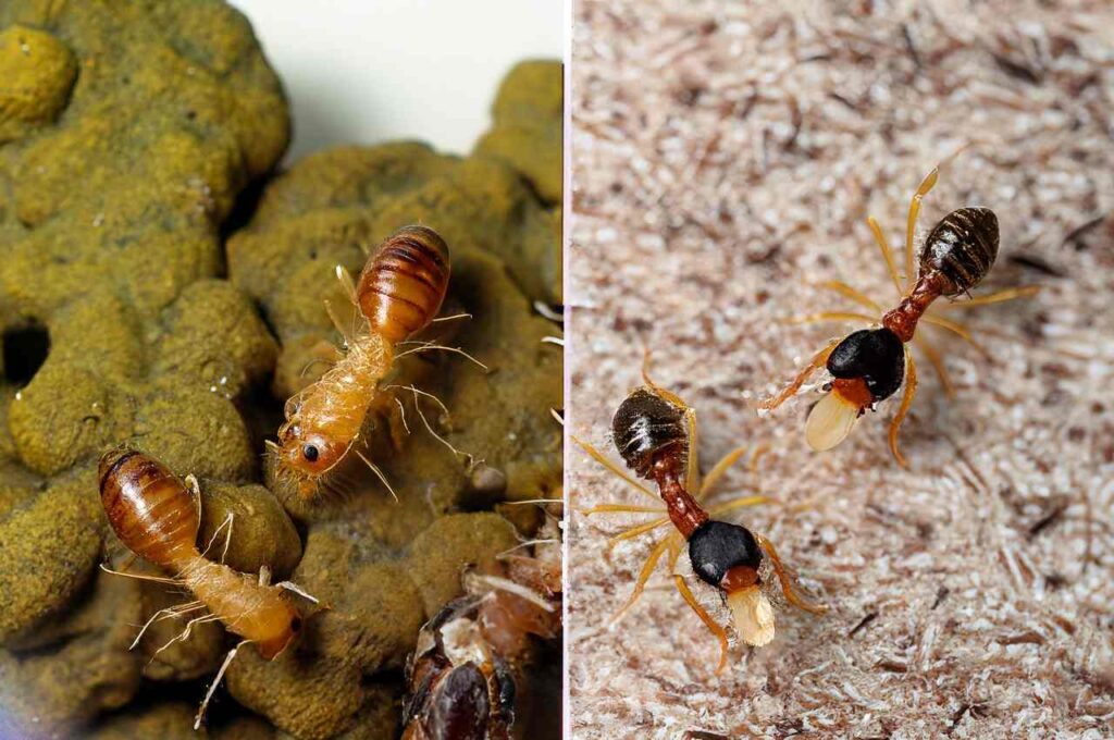Termites Vs ants