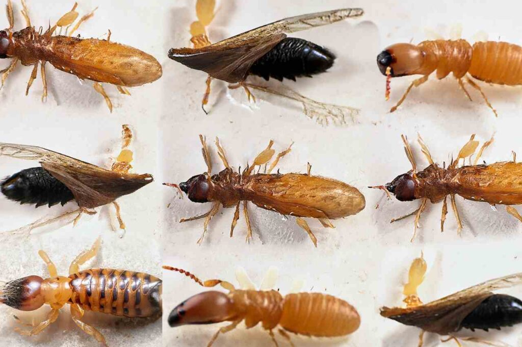 different types of termites with and without wings