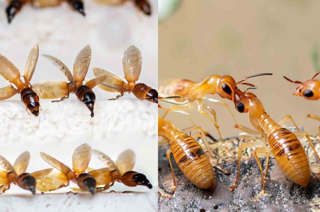Termite swarmers (winged termites) with other insects like ants