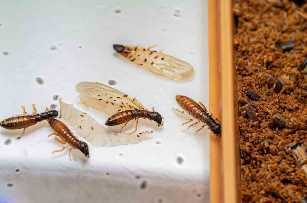 Winged termites are commonly found in a home
