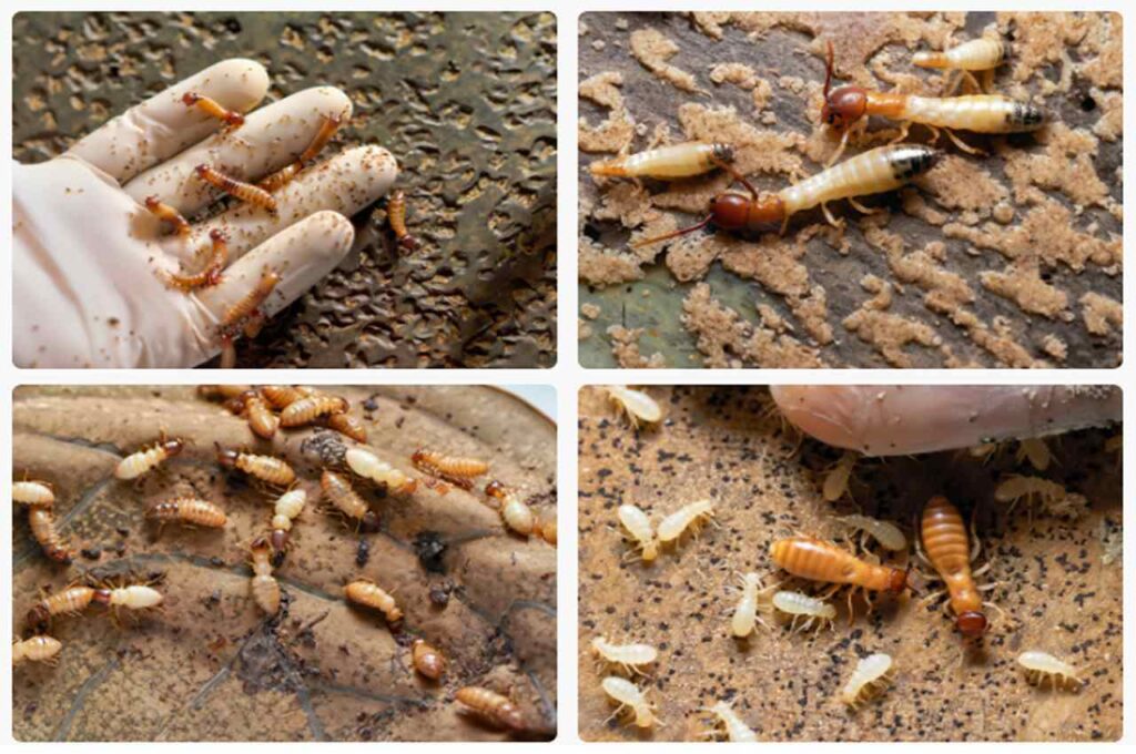 Different Types of Termite Species