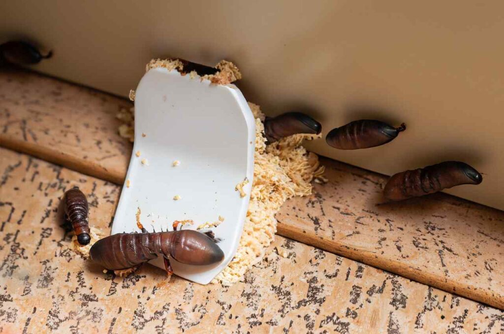 How To Deal With Termites In A House Successfully