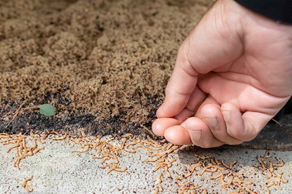 Human health risk from termite droppings