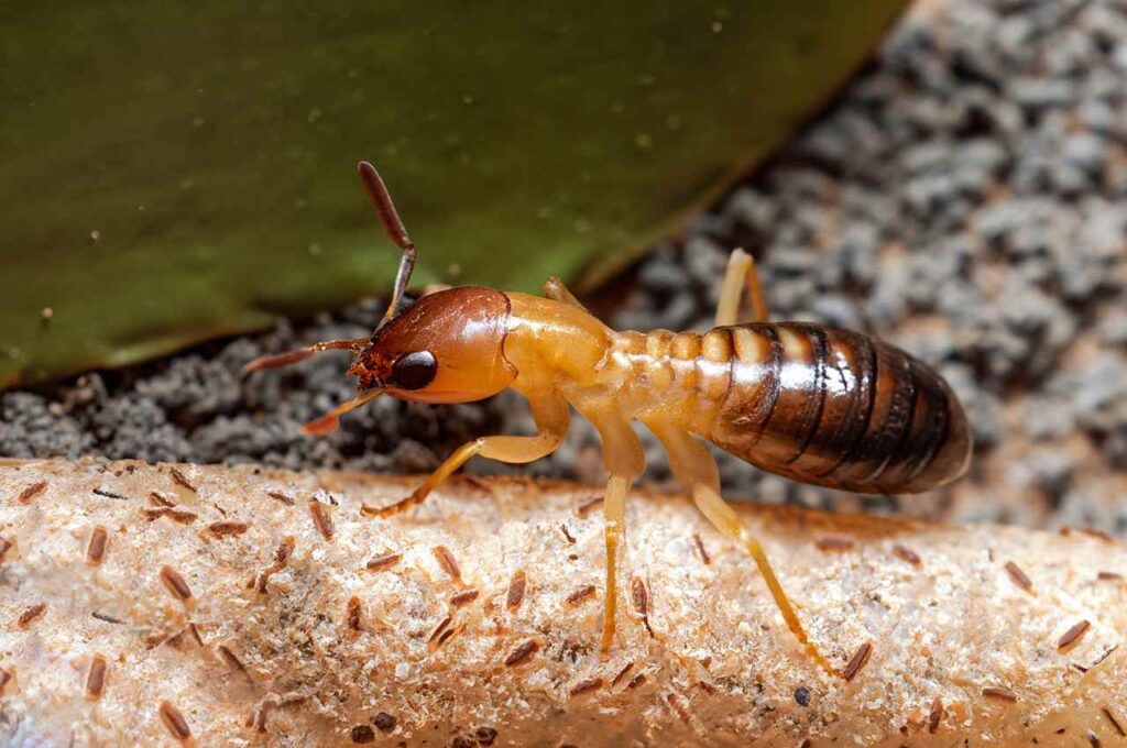 Queen Termite Lifespans