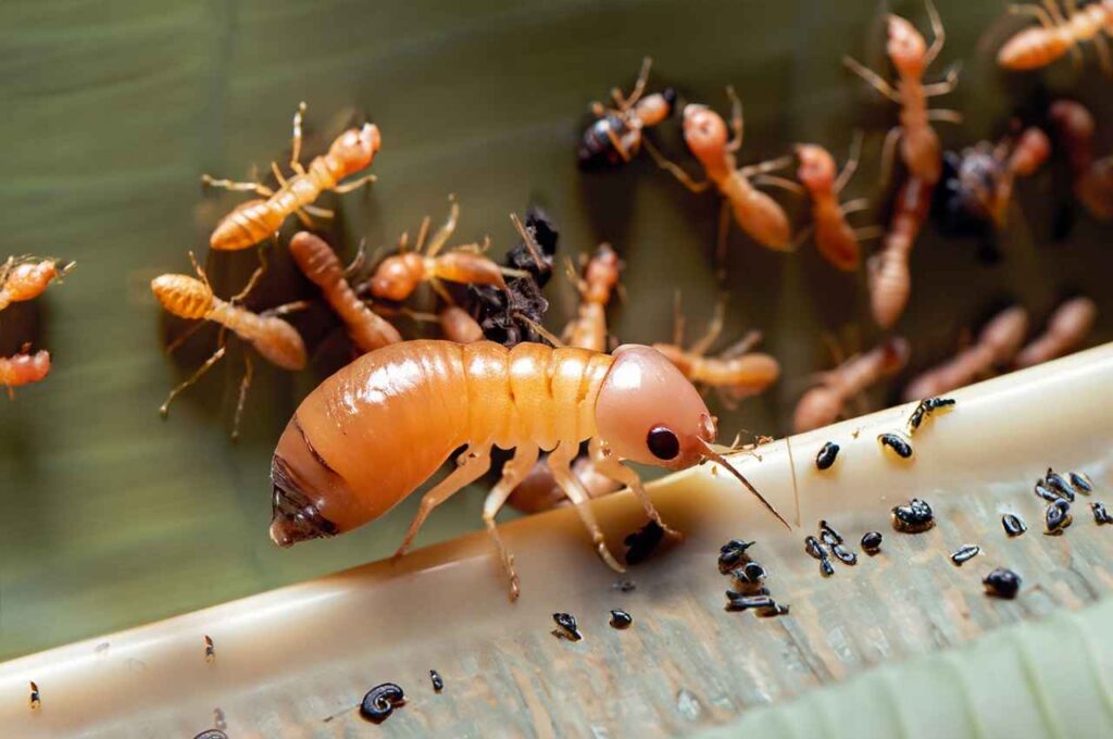 Queen Termites Role
