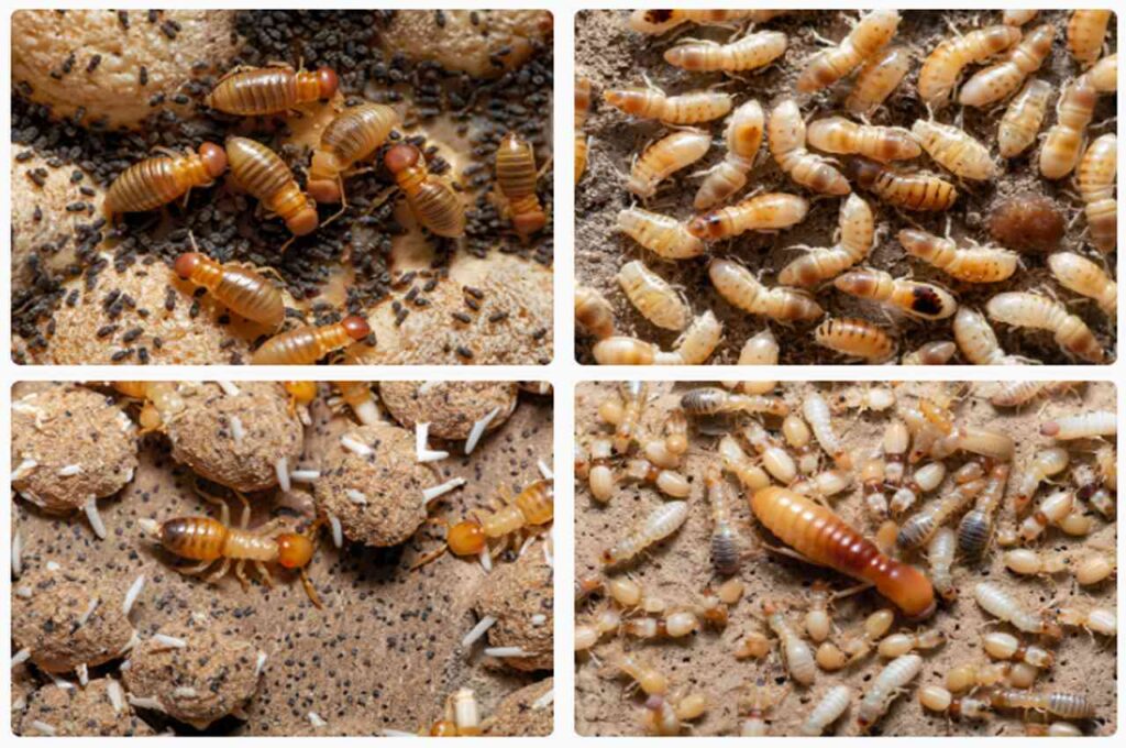 Subterranean termites and other smaller termites