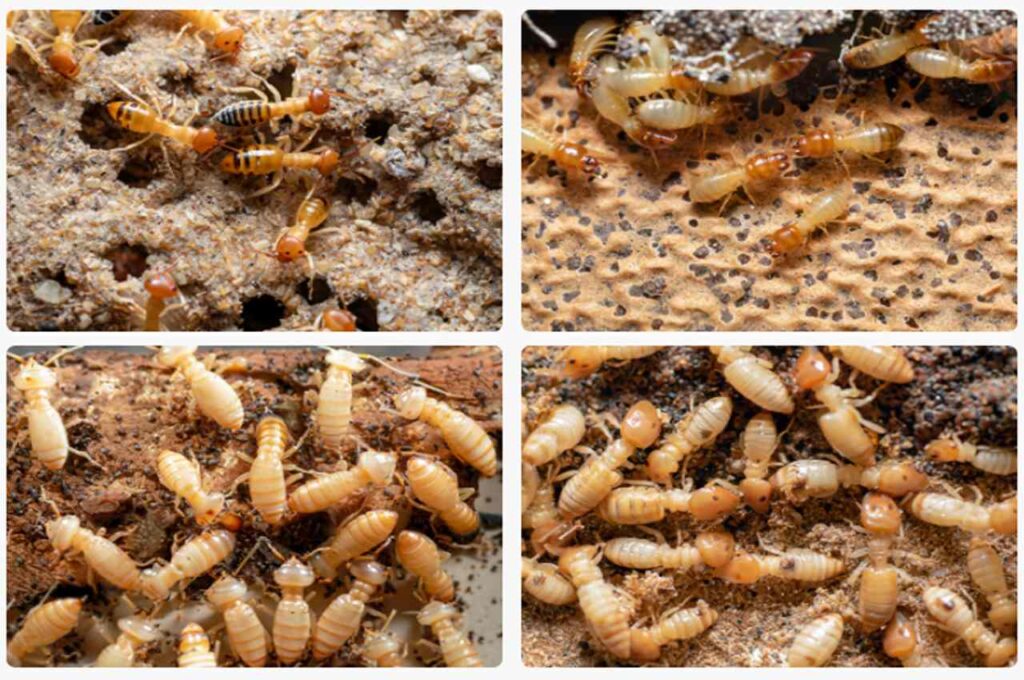 Termite colony size