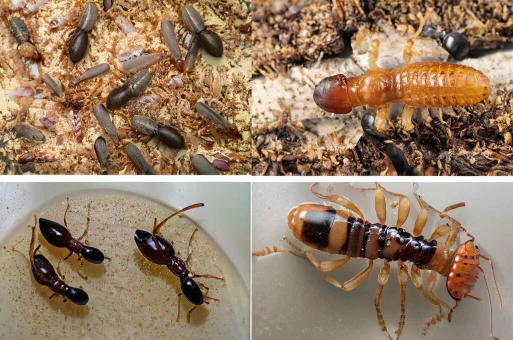 Termite colors
