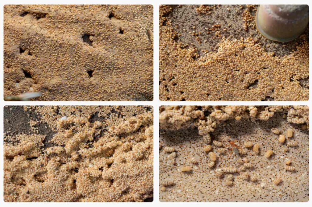 Termite droppings