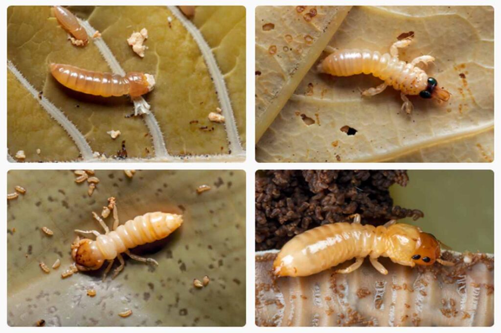 Termite larvae size