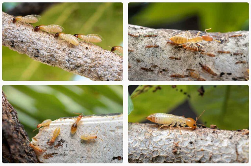 What Do Termites Look Like On A Tree? Unveiling Their Appearance and Characteristics