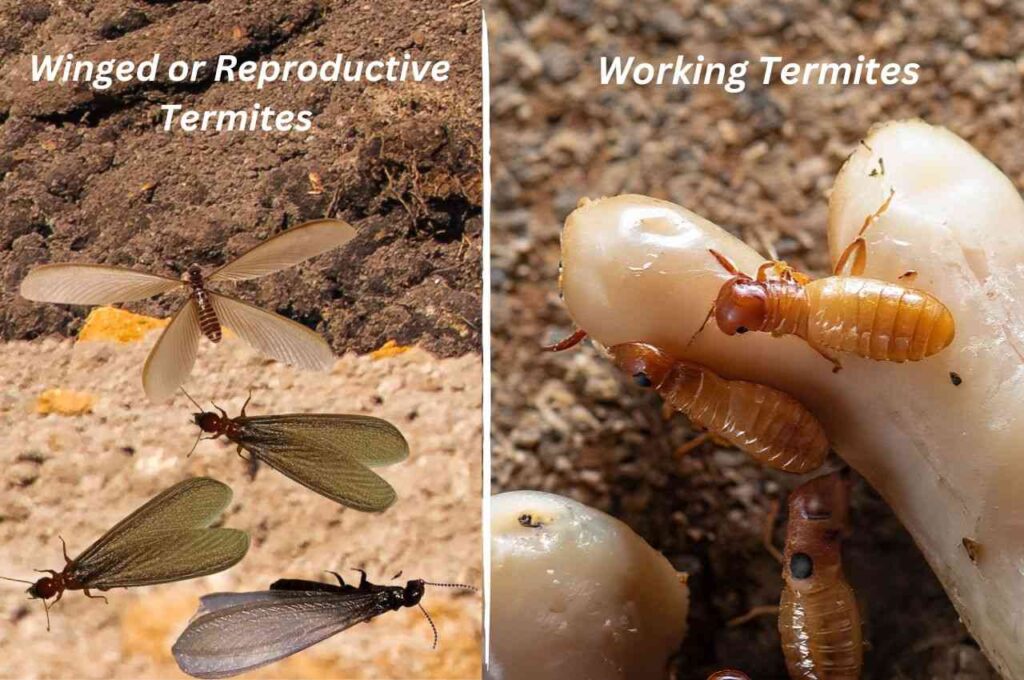 What does a termite look like with wings?
