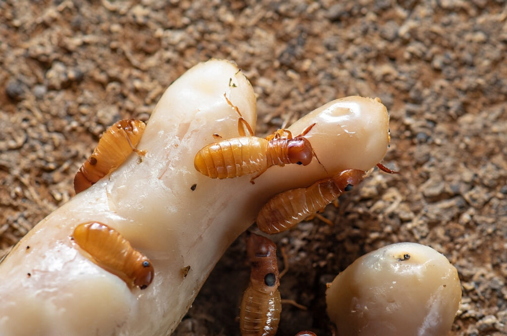 What do working termites look likes