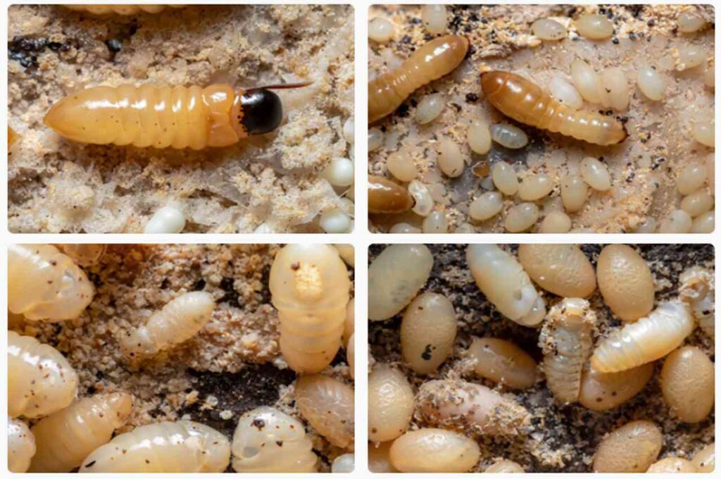 Termite larvae and eggs look like