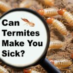 Can Termites Make You Sick