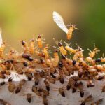 Do termites swarm more than once
