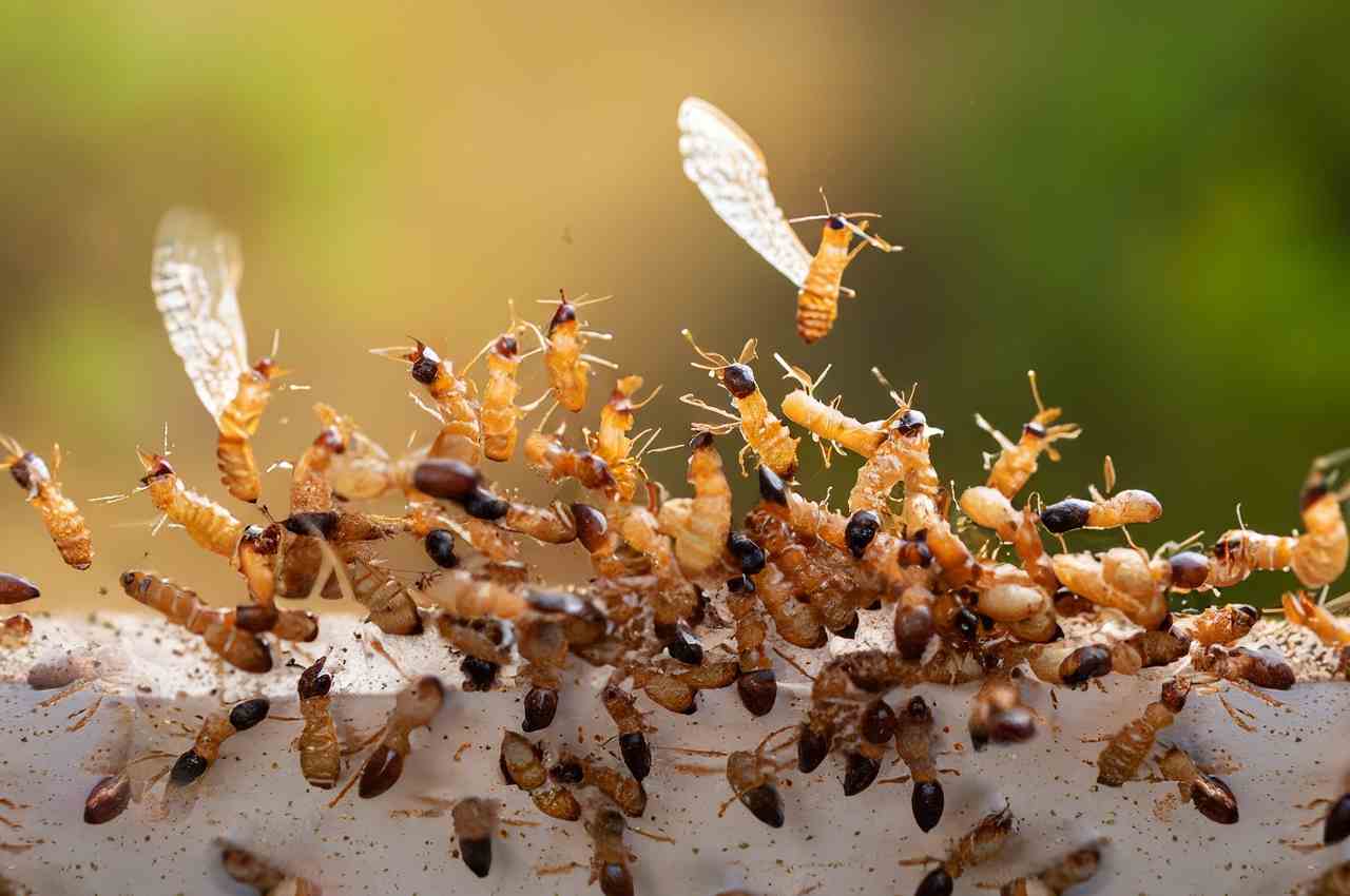 Do termites swarm more than once