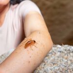Do Termites Bite Humans