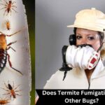 Does Termite Fumigation Kill Other Bugs