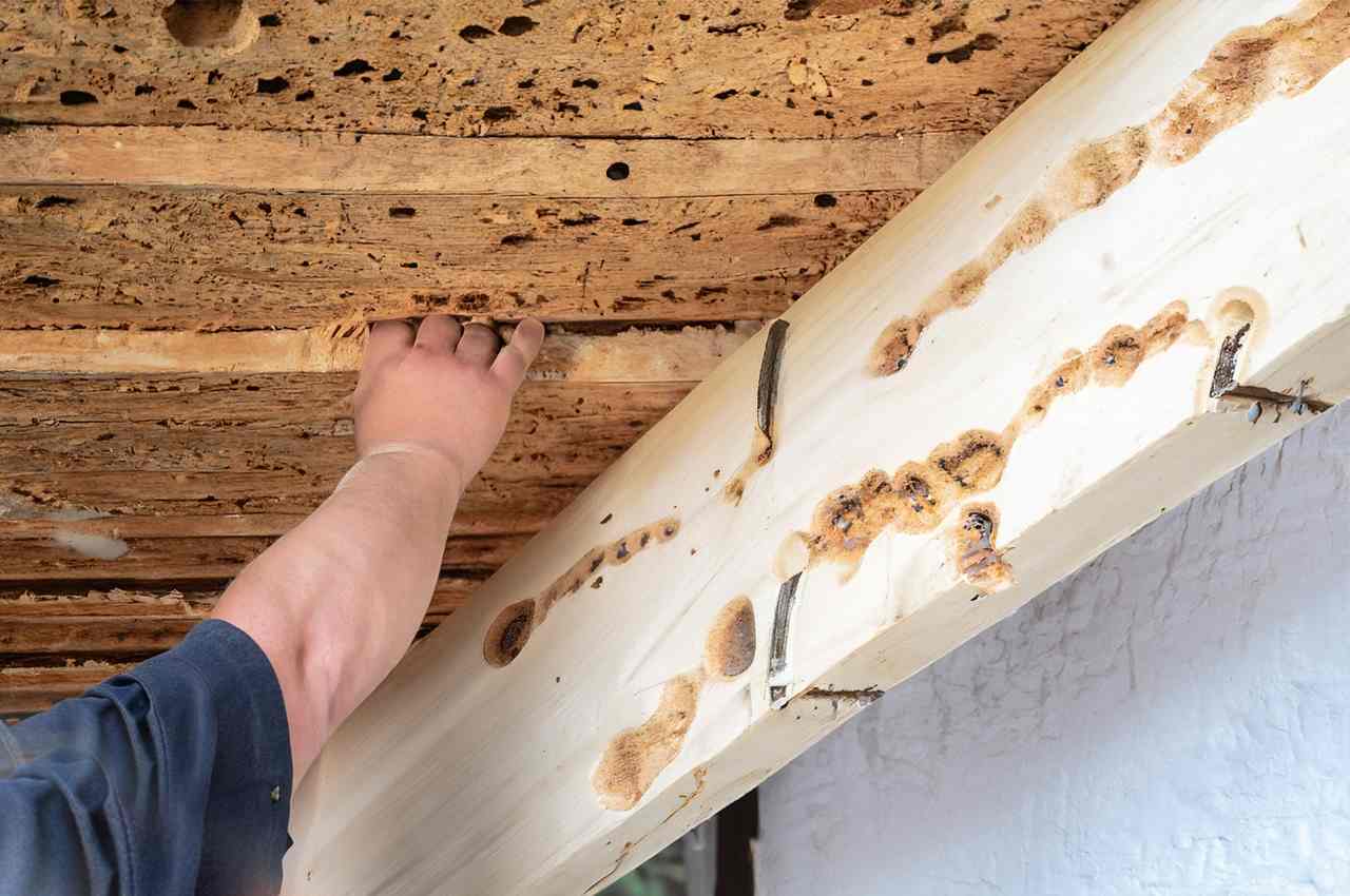 How To Replace Termite Damaged Roof Rafters