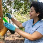 Termite Treatment for Trees