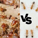 Termites vs Ants