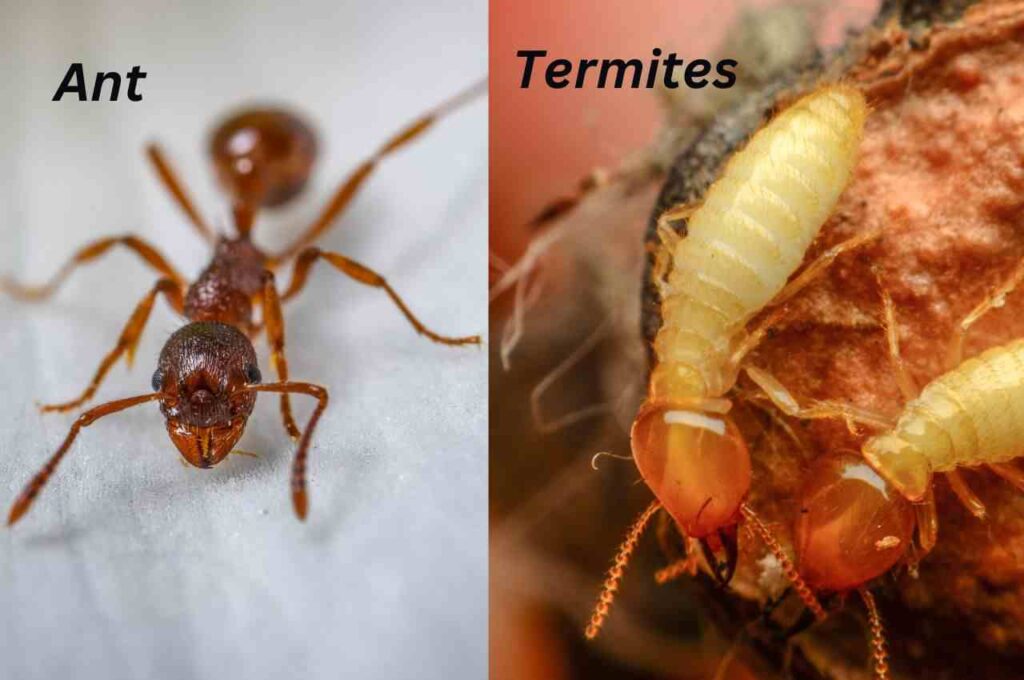 Termites vs ants pictures (1)