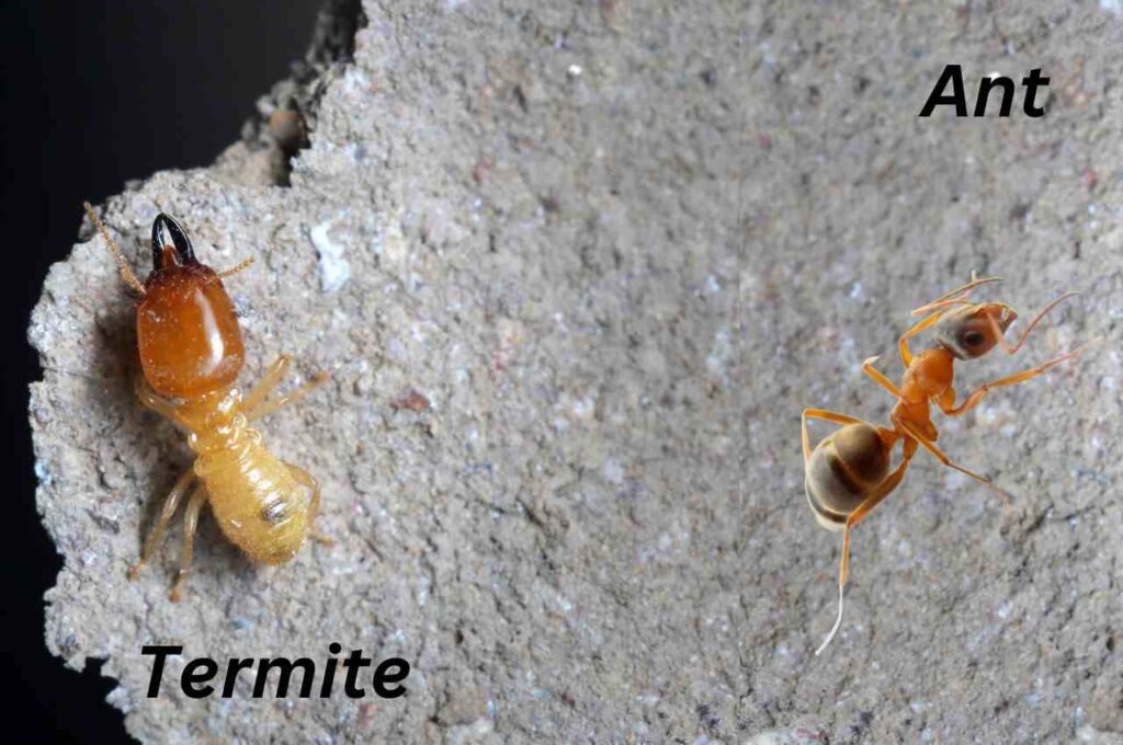 Termites vs ants pictures (2)