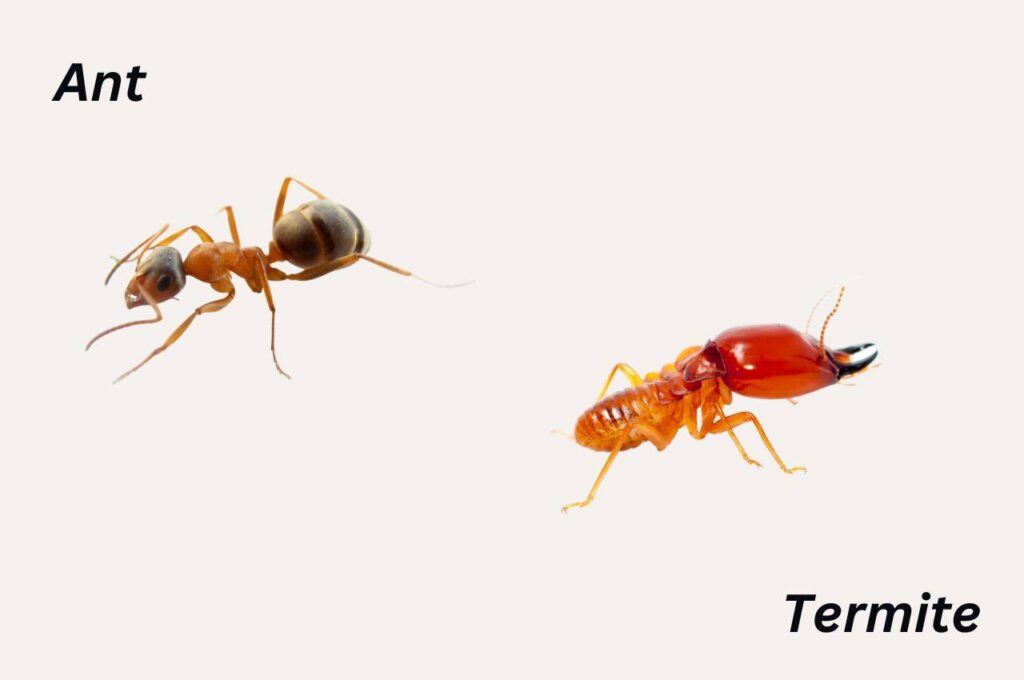 Termites vs ants pictures (3)