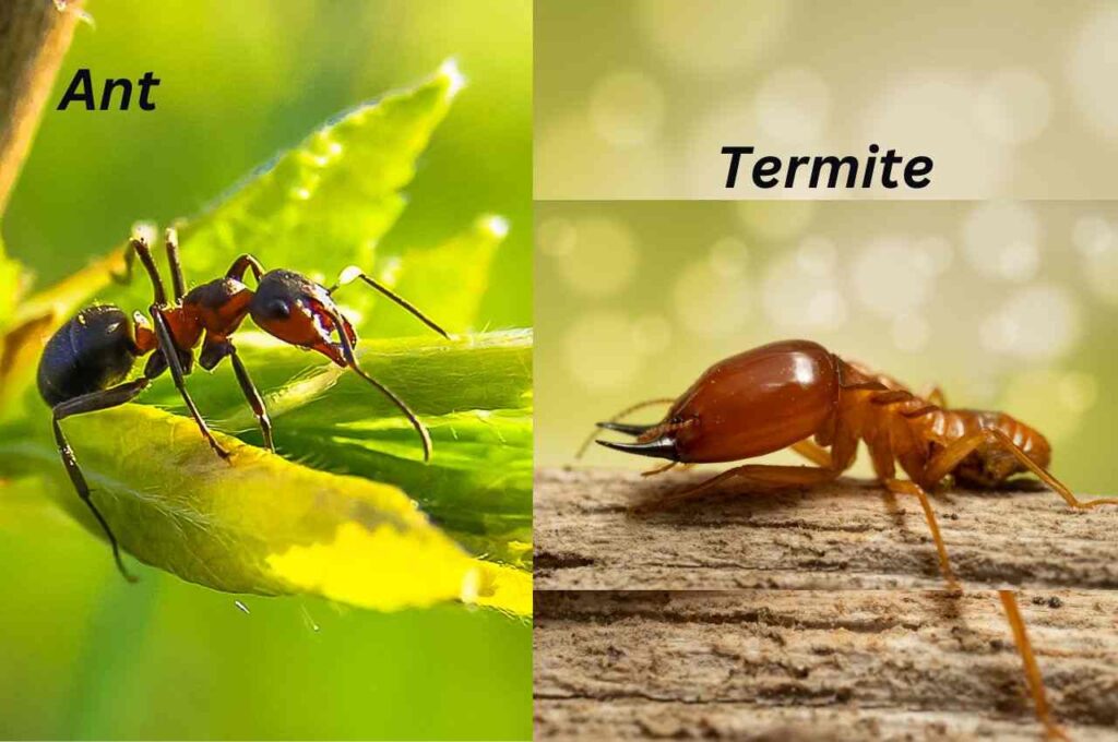 Termites vs ants pictures (4)