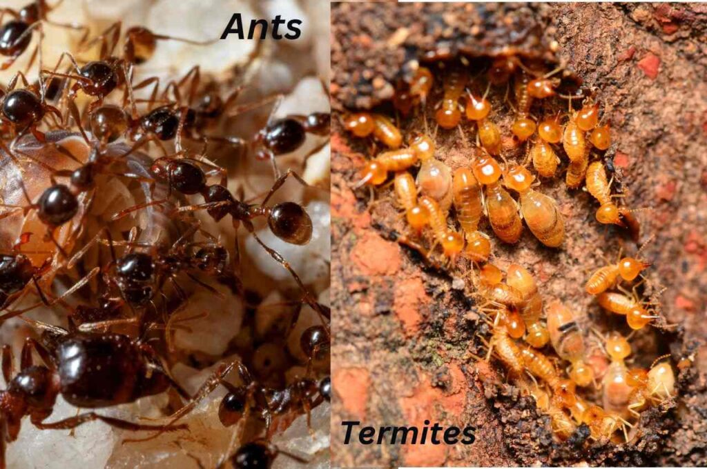 Termites vs ants pictures (5)