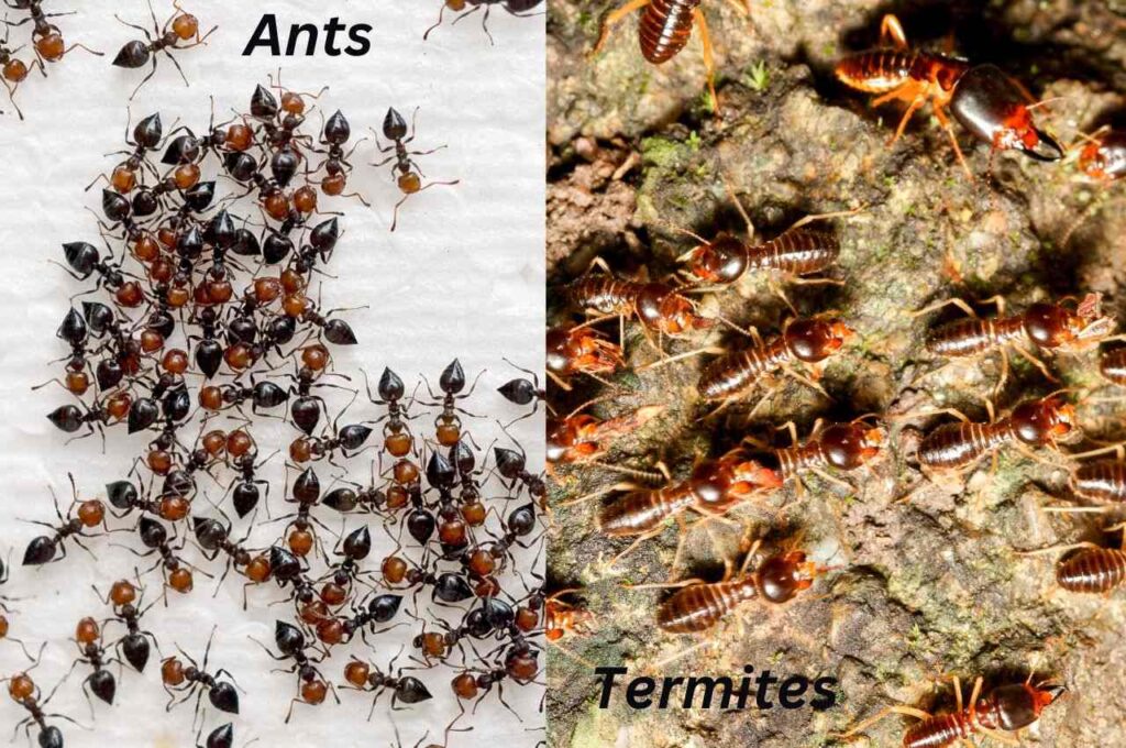 Termites vs ants pictures (6)