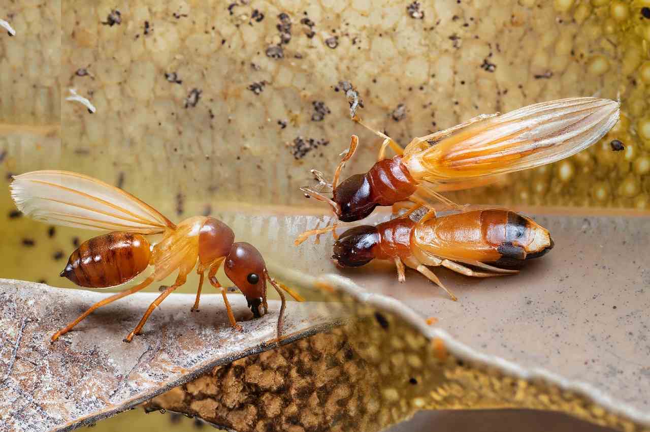 Which termites have wings