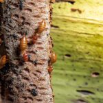 Will Termites Kill A Tree