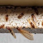 termite signs and infestation