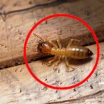 What termite eats the most wood