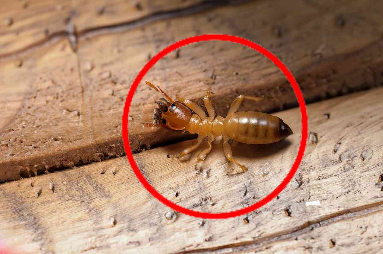 What termite eats the most wood