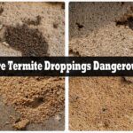 Are Termite Droppings Dangerous
