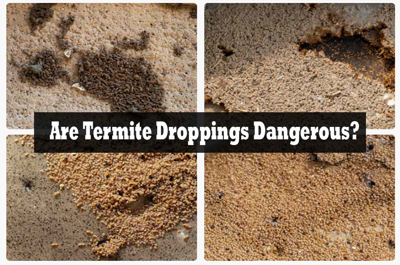 Are Termite Droppings Dangerous